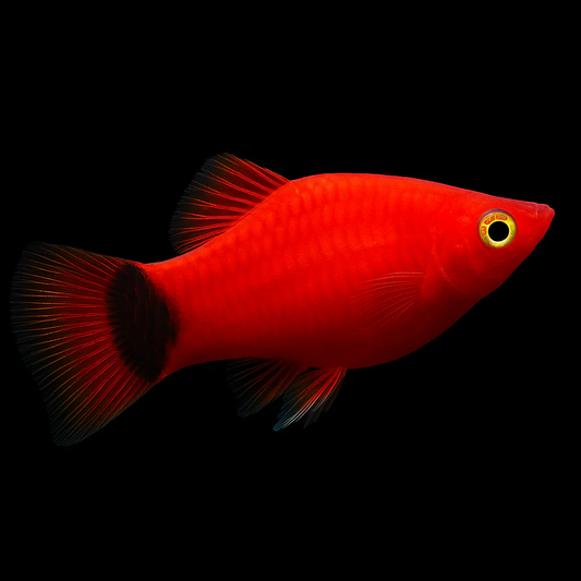 PLATIES - RED CRESCENT