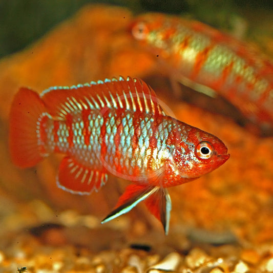 GOURAMIES - BADIS BADIS
