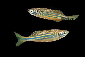 GIANT DANIO
