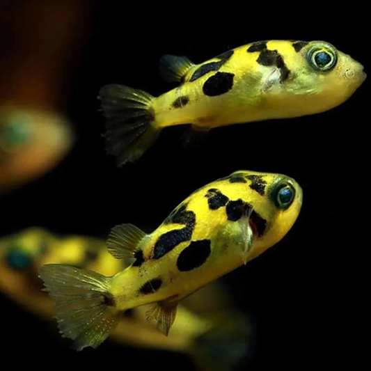 PUFFER - DWARF PEA