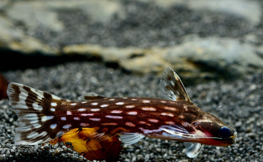 TATIA GALAXIAS
