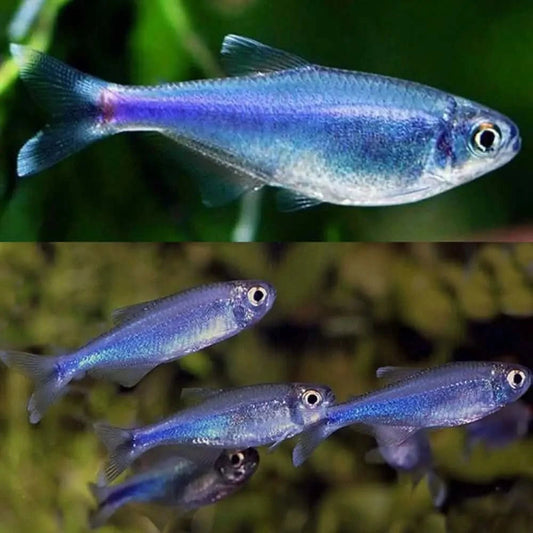 TETRA - BLUE KING TETRA