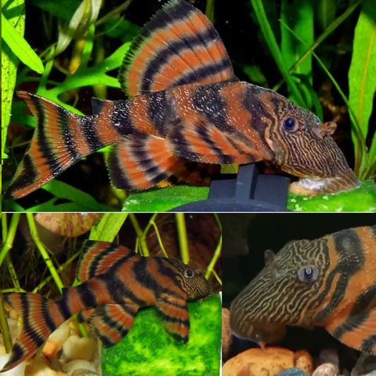 L-397 - Red Tiger Pleco