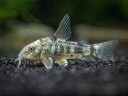 CORYDORAS PEPPERED