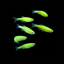 GREEN DANIO
