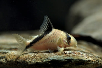 CORYDORAS METAE