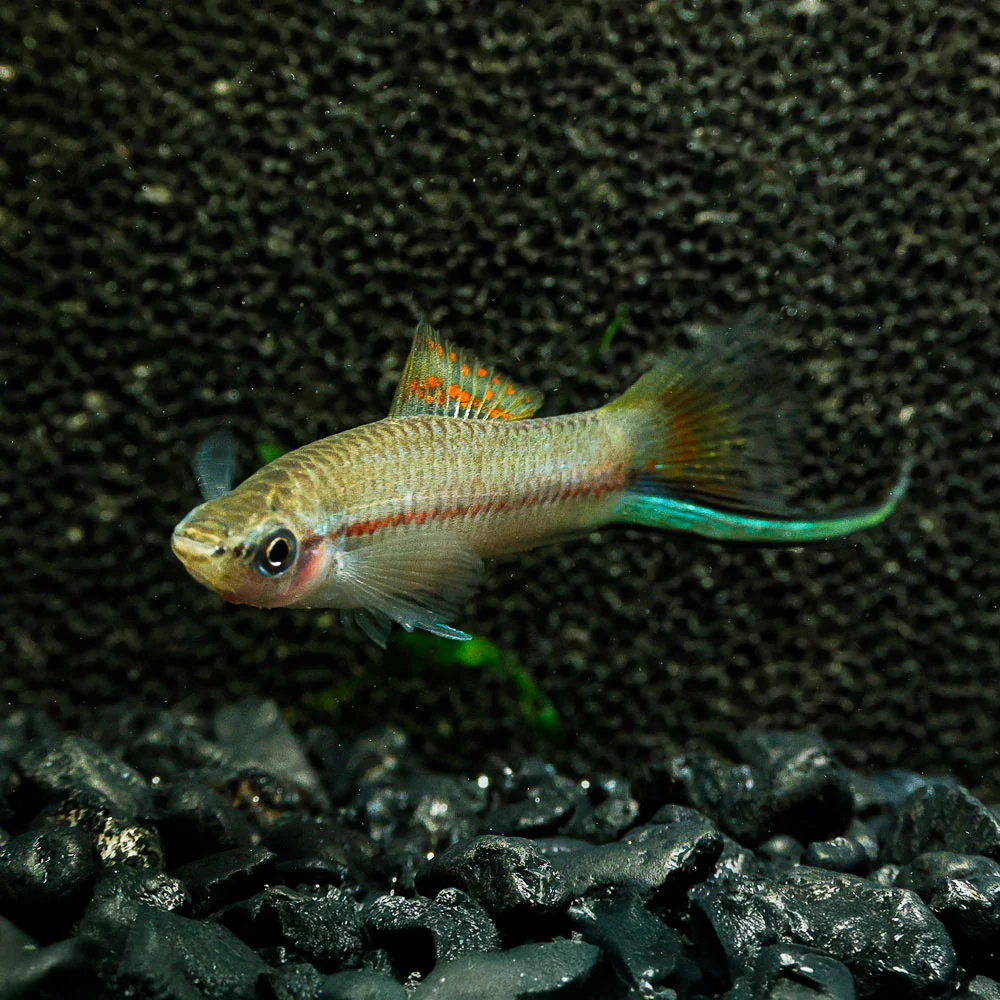 SWORDTAIL - GREEN SWORDTAIL
