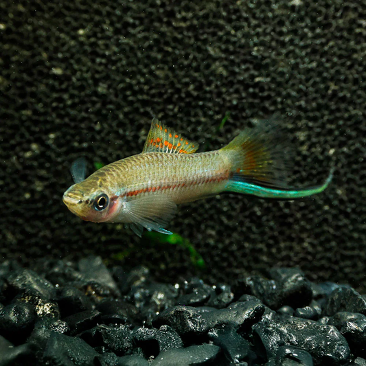 SWORDTAIL - GREEN SWORDTAIL