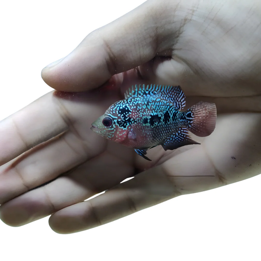 SHORT BODY PEARL RED FLOWER HORN CICHLID - AA