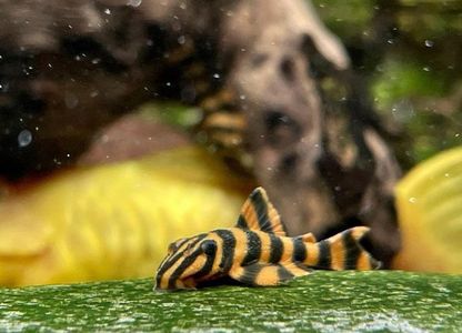 L-306 - Blood Red Tiger Pleco
