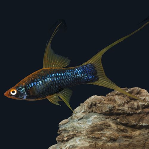 SWORDTAIL - BLACK LYRETAIL