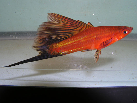 SWORDTAIL - RED HIFIN