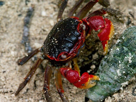 RED SPIDER CRAB