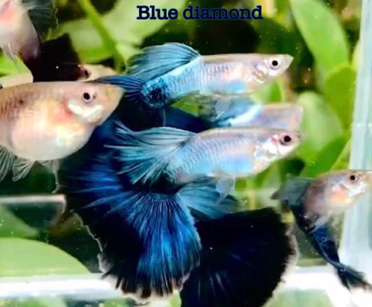 Blue Diamond Big Tail Thai Fancy Guppy (5 Pack)