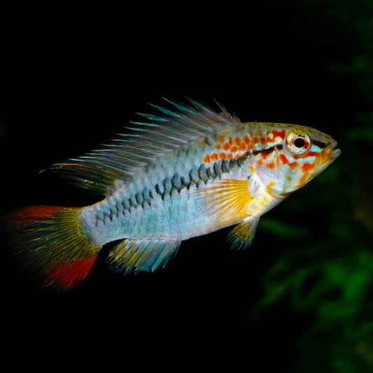 APISTOGRAMMA VIJITA - RED NECK