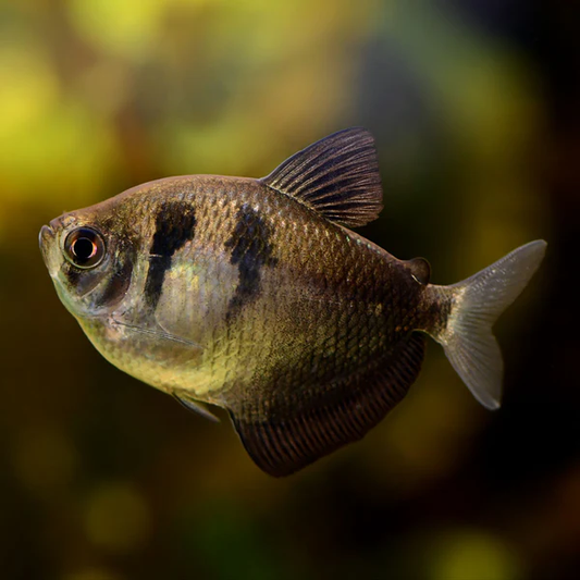 TETRA - BLACK HIFIN SKIRT