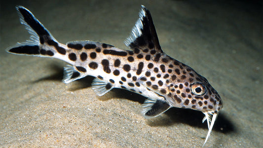 SYNODONTIS MULTIPUNCTATUS