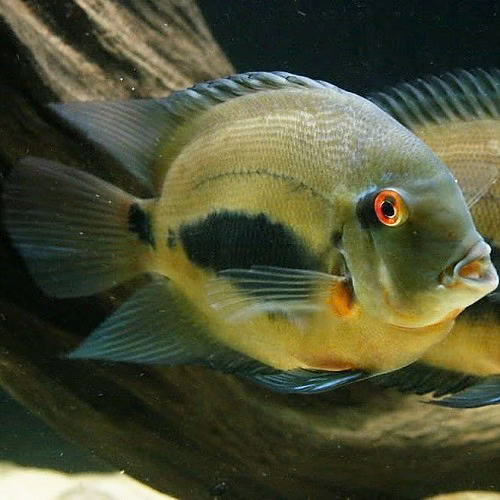 UARU - TRIANGLE CICHLID