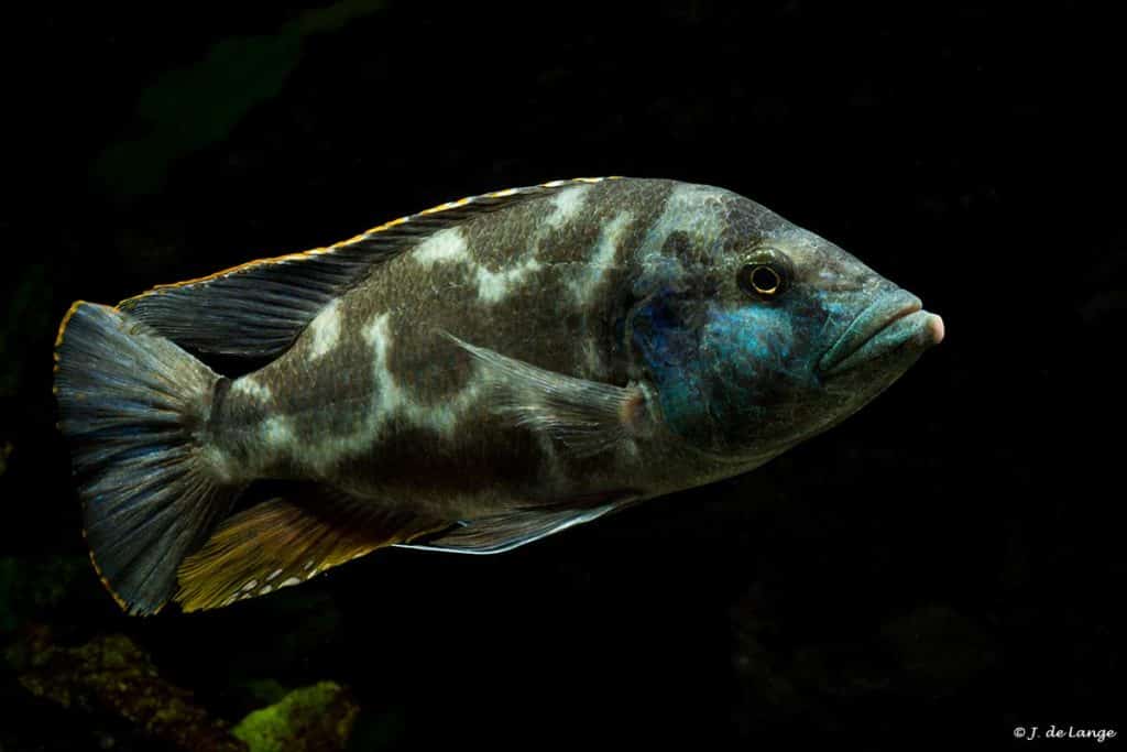 LIVINGSTONI HAP. AFRICAN CICHLID