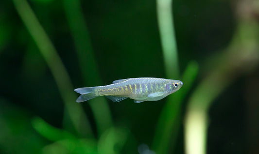 DANIO - PANTHERI DANIO