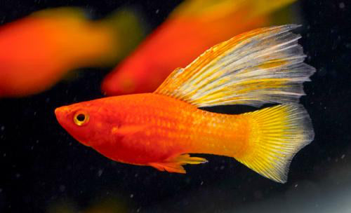 PLATIES - SUNSET COMET HIFIN