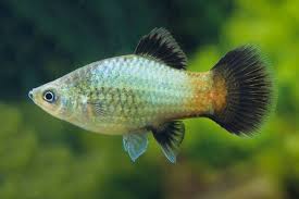 PLATIES - NEON GREEN WAGTAIL PLATY