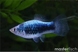 PLATIES - TUXEDO PLATY
