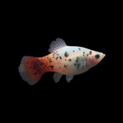 PLATIES - REDTAIL CRYSTAL  PLATY