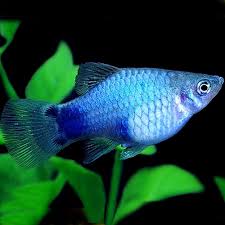 PLATIES - BLUE NEON PLATY