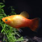 PLATIES - NEON SUNSET PLATY