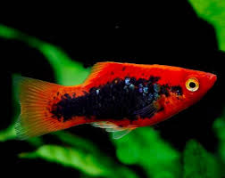 PLATIES - TUXEDO PLATY