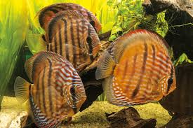 Discus - BROWN DISCUS