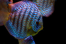 Discus - BLUE TURQUOISE