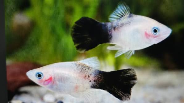PLATIES - PANDA PLATY