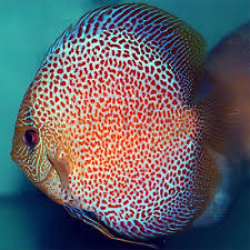 Discus - LEOPARD (A)