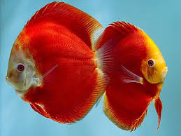 Discus - RED MELON