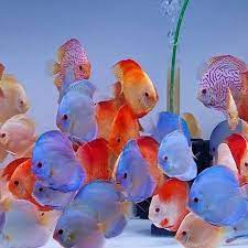 Discus - ASSORTED