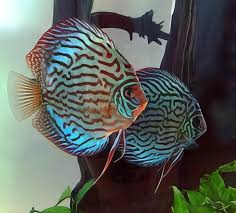 Discus - GREEN TURQUOISE