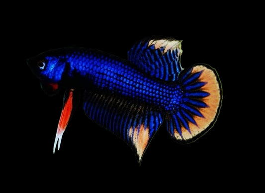 Blue Imbellis Yellow Tail Wild Male Betta (pack of 5)