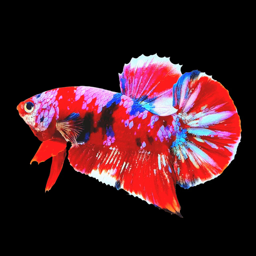 Red Koi Galaxy Giant Female Betta (pack of 5)