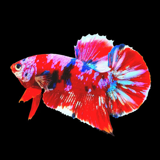 Red Koi Galaxy Giant Female Betta (pack of 5)