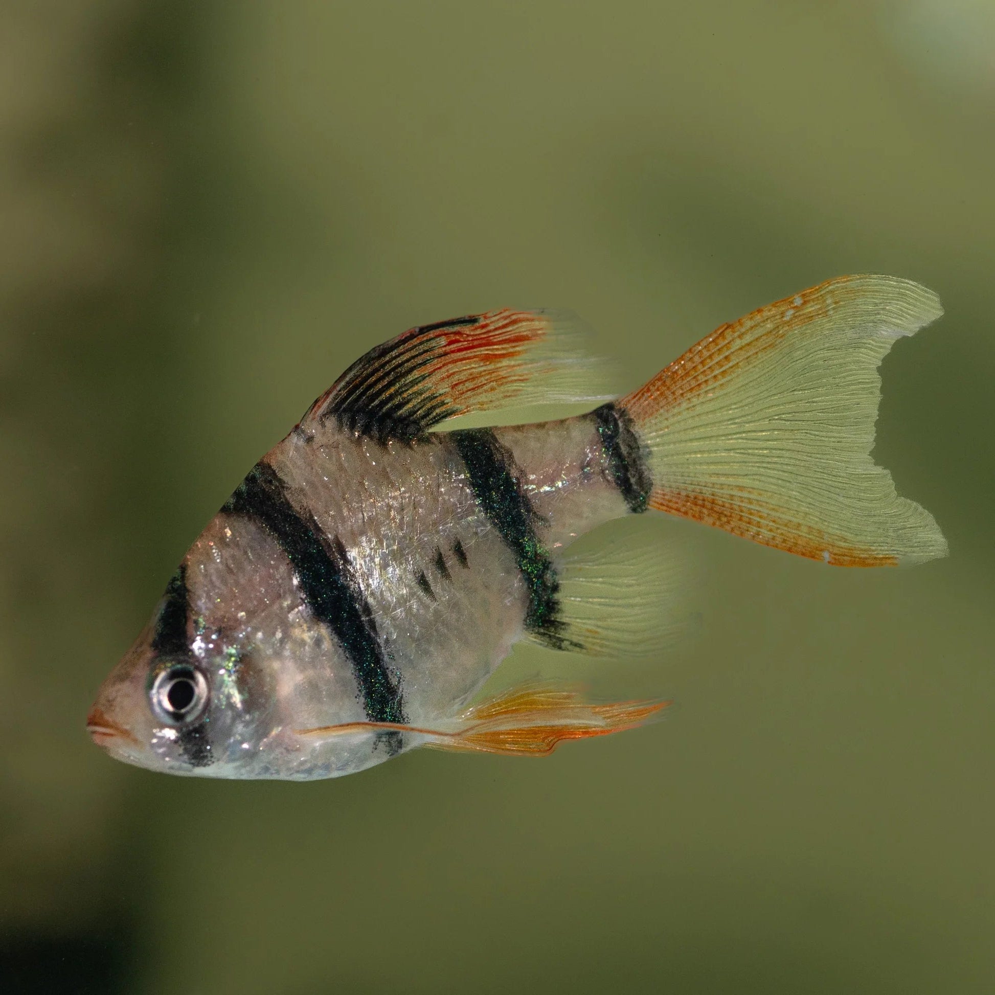 longfin tiger barb - tropical freshwater