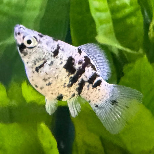 marble balloon molly