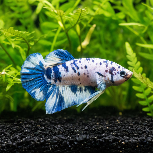 marble dot male betta plakat