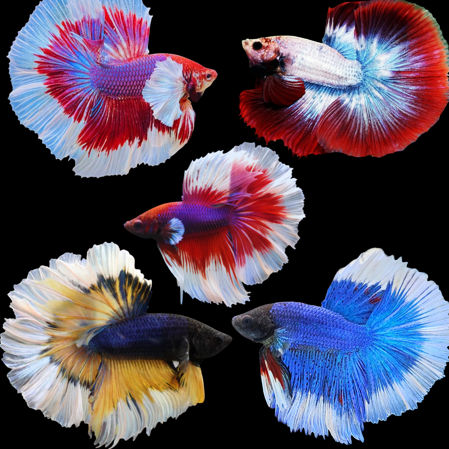 mix butterfly halfmoon male betta