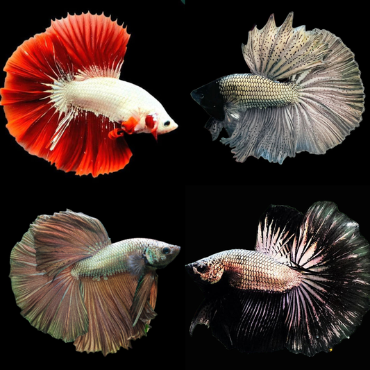 mix color dragon halfmoon male betta