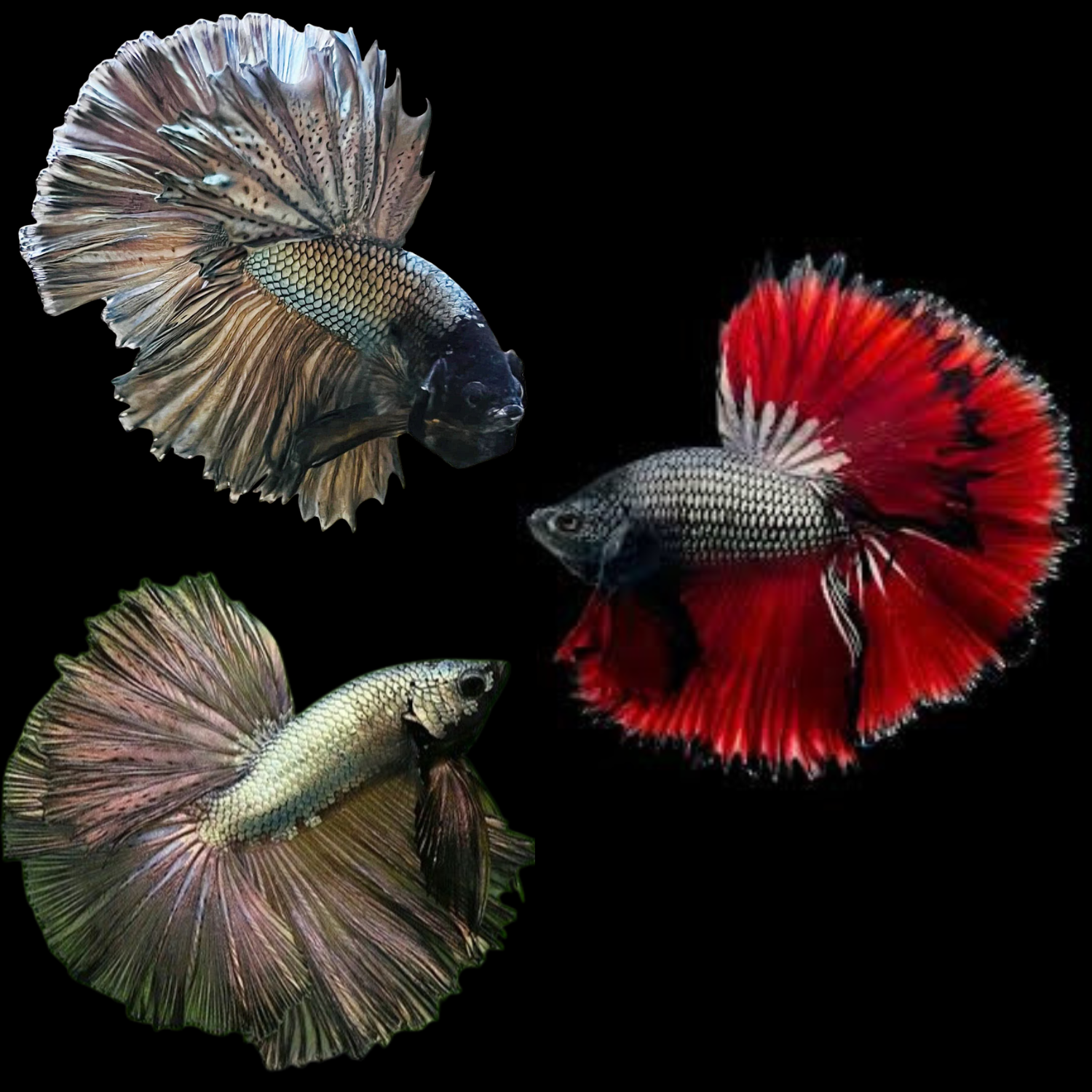 mix copper scales halfmoon male