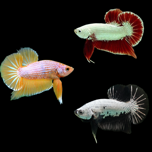 mix dragon plakat male betta