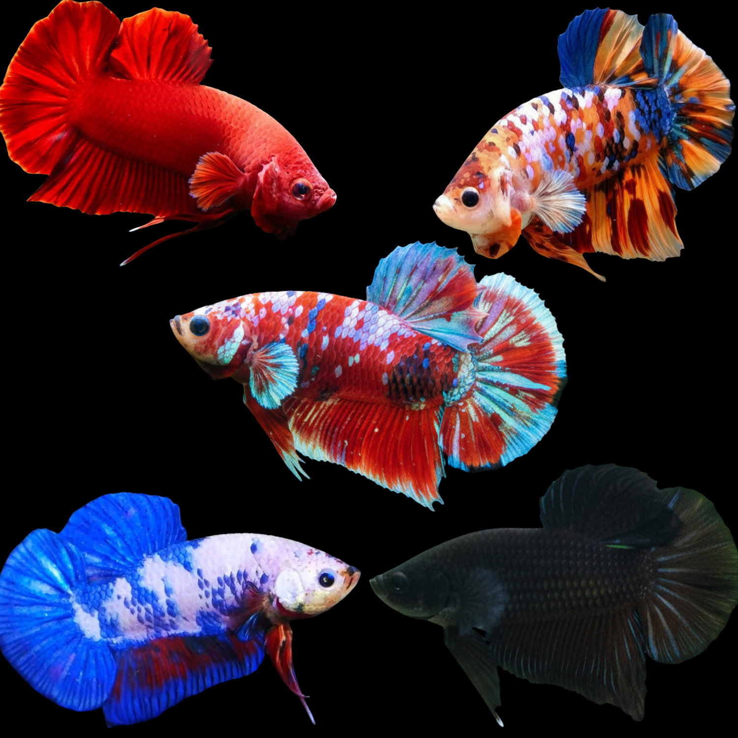 mix koi giant male betta