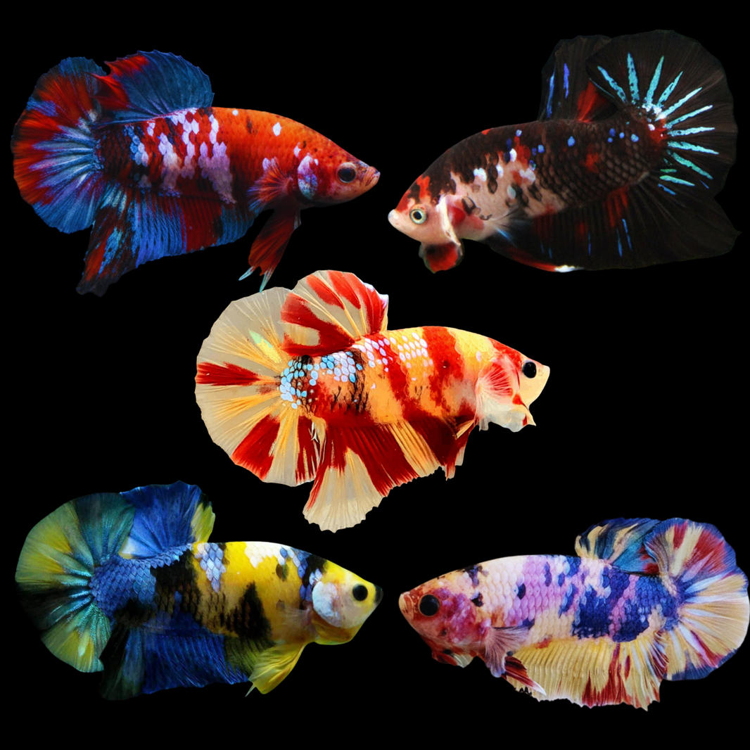 Luxury Piscis & Tropics – Luxury Piscis & Tropics